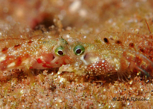A little blenny sex ! and it was over so quick. Or maybe ... by John Roach 